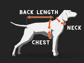 Illustration of how you measure your dog for dog outfits