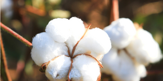 Organic Cotton