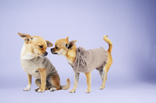 Dog Sweater with Frill