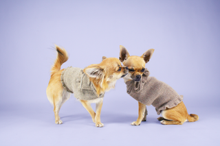 Dog Sweater with Frill