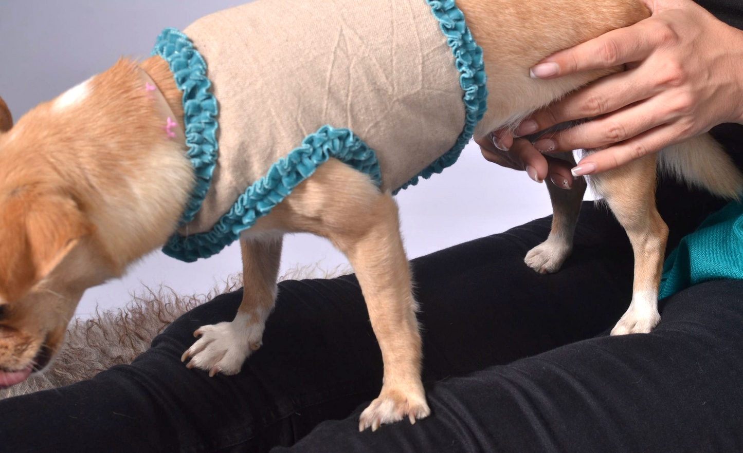dog wrap around with velvet ribbons