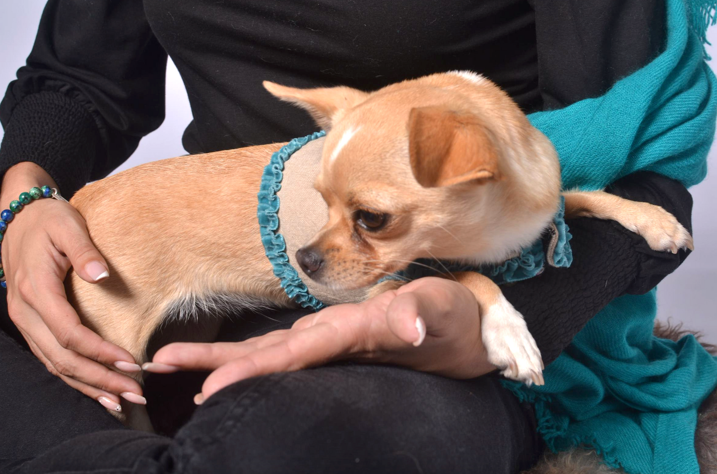 dog wrap around with velvet ribbons