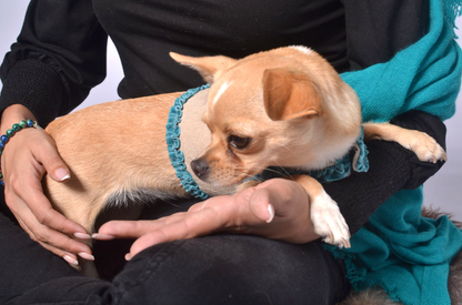 dog wrap around with velvet ribbons