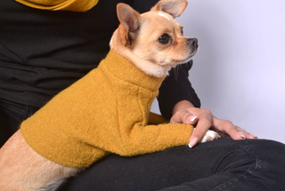 Dog Outfit