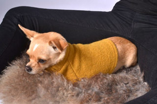 Dog Outfit