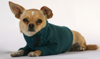 Dog Outfit