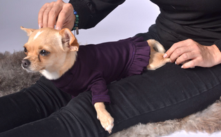Dog Outfit with Frill Details