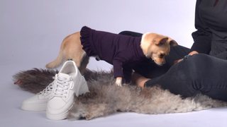 Dog Outfit with Frill Details