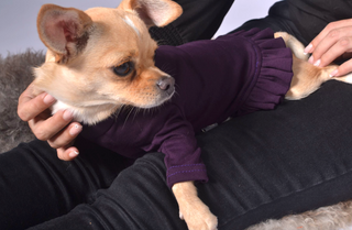 Dog Outfit with Frill Details