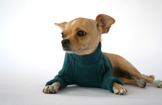 Dog Outfit XS / Aqua Marine