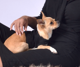 Dog Wraparound with Agraman Decoration