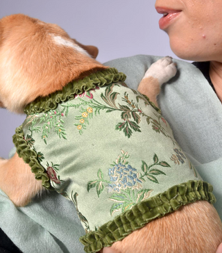 Dog Wraparound with Elegant Velvet Ribbon Details
