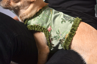 Dog Wraparound with Elegant Velvet Ribbon Details