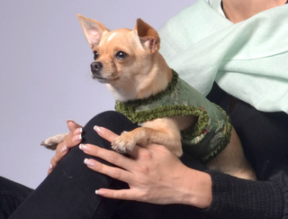Dog Wraparound with Elegant Velvet Ribbon Details XS / Soft Green Mint