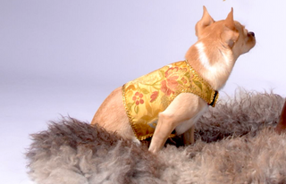 Dog Wraparound with Golden Silk Brokade
