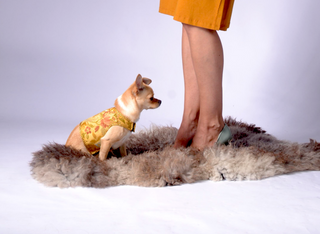 Dog Wraparound with Golden Silk Brokade