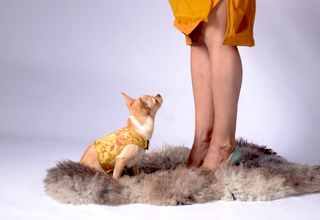 Dog Wraparound with Golden Silk Brokade