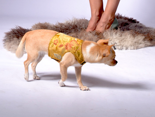 Dog Wraparound with Golden Silk Brokade