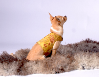 Dog Wraparound with Golden Silk Brokade Mustard / Extra small