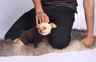 Pique Dog Sweater with Frill