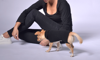 Plain and Clean Long Dog Sweater