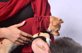 Ruffled Dog Sweater