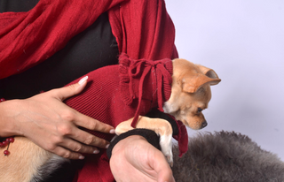 Ruffled Dog Sweater