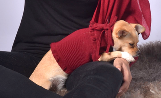 Ruffled Dog Sweater