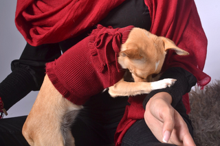 Ruffled Dog Sweater