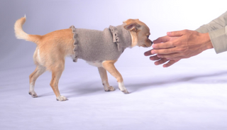 Ruffled Dog Sweater