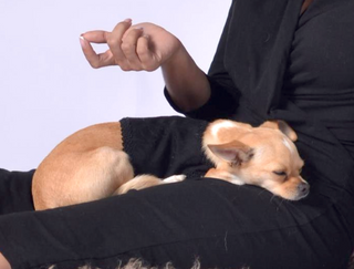 Dog Wraparound with Agraman Decoration