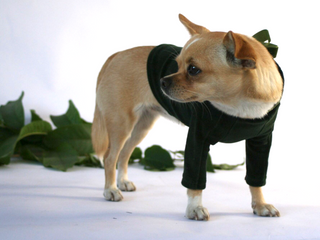 Velura Dog Sweater