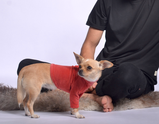 Velura Dog Sweater