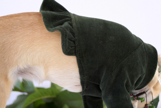 Velura Dog Sweater with Frill