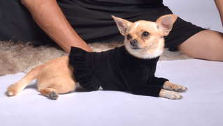 Velura Dog Sweater with Frill