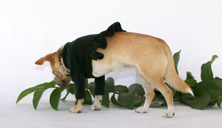 Velura Dog Sweater with Frill