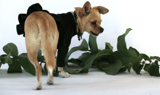 Velura Dog Sweater with Frill