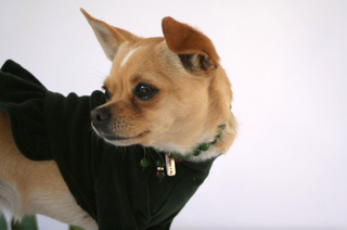 Velura Dog Sweater with Frill Dark Moss Green / Extra small