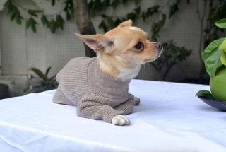 Woollen Dog Outfit Beige / XS